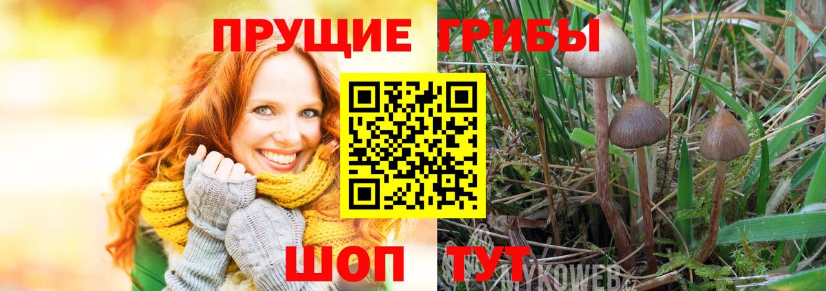 Псилоцибиновые грибы Psilocybine cubensis  Вход с VPN  Волоколамск 